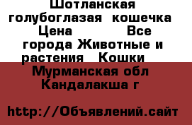Шотланская голубоглазая  кошечка › Цена ­ 5 000 - Все города Животные и растения » Кошки   . Мурманская обл.,Кандалакша г.